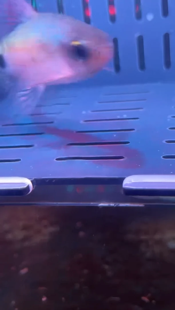 海水鱼精挑精选绿钻鱼