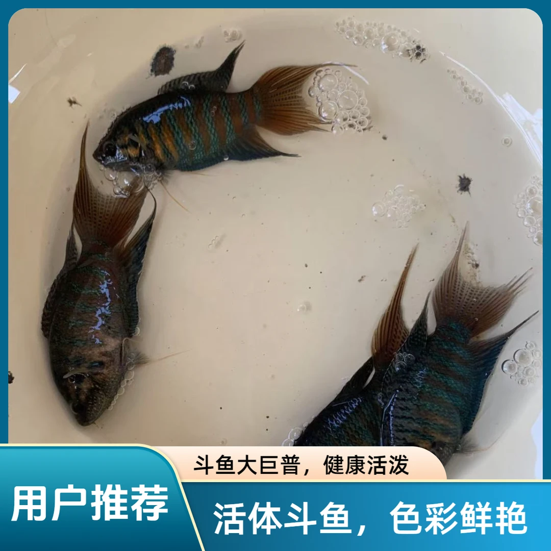 中国斗鱼活鱼活体淡水冷水观赏鱼普叉巨普鱼苗耐观背鱼游龙菩萨鱼