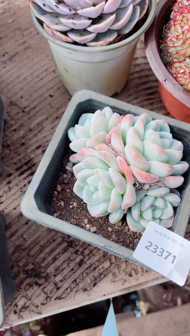 【闪购商品】23370