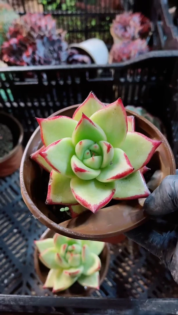 梦***憾23083多肉植物一物一拍