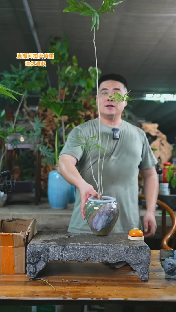 当前无花栽培后可以开花无患菩提088+