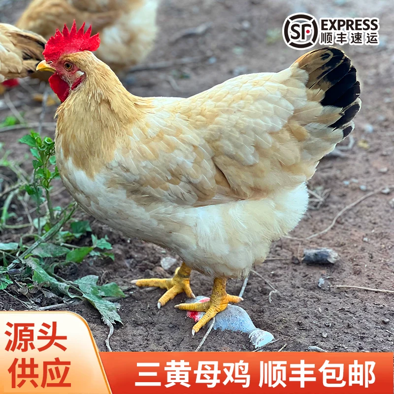 180天农家散养三黄鸡顺丰包邮，肉质鲜香