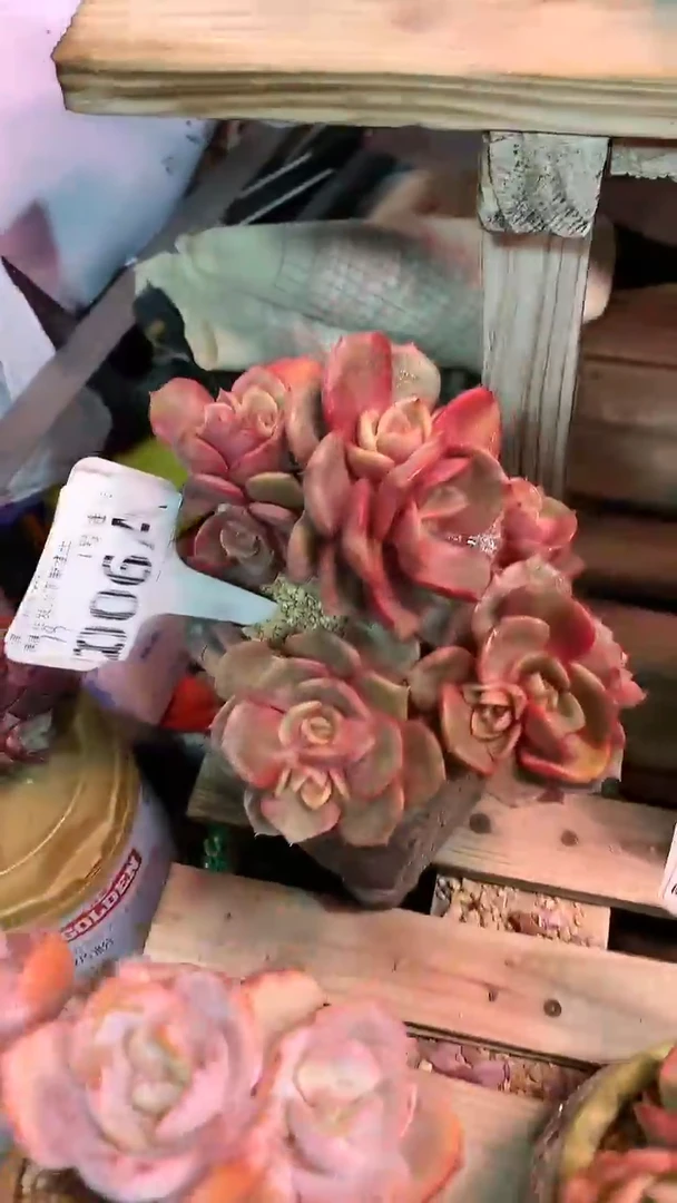 【闪购商品】006AAA