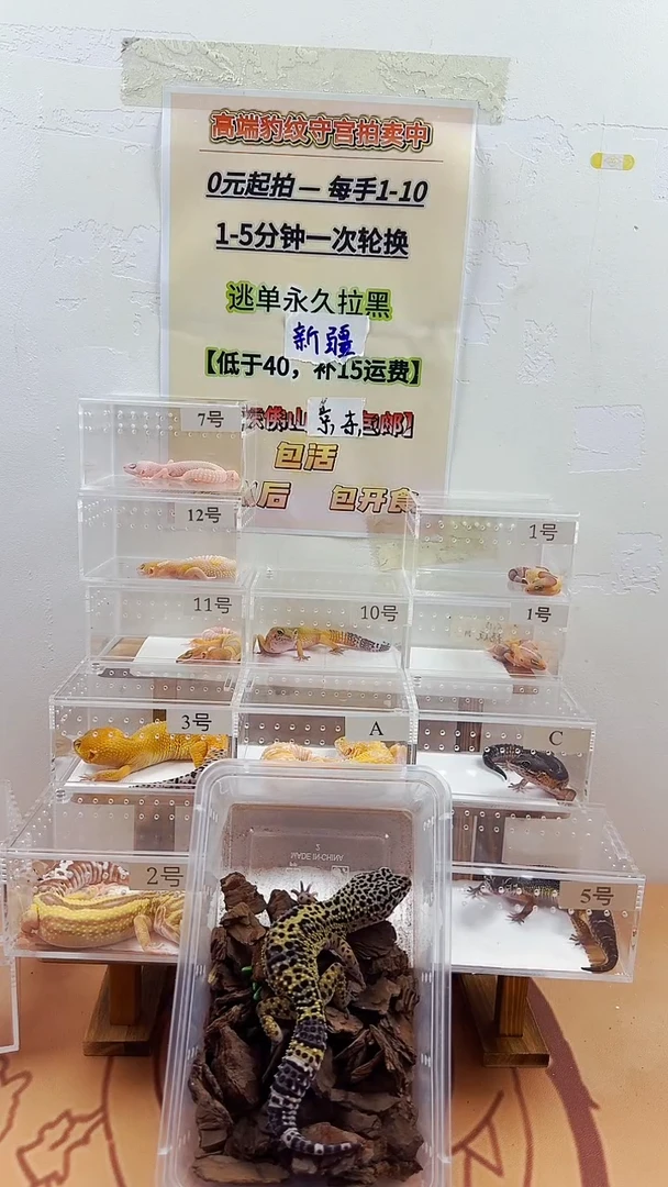 豹纹守宫豹纹守宫幼苗亚成体成体肥尾
