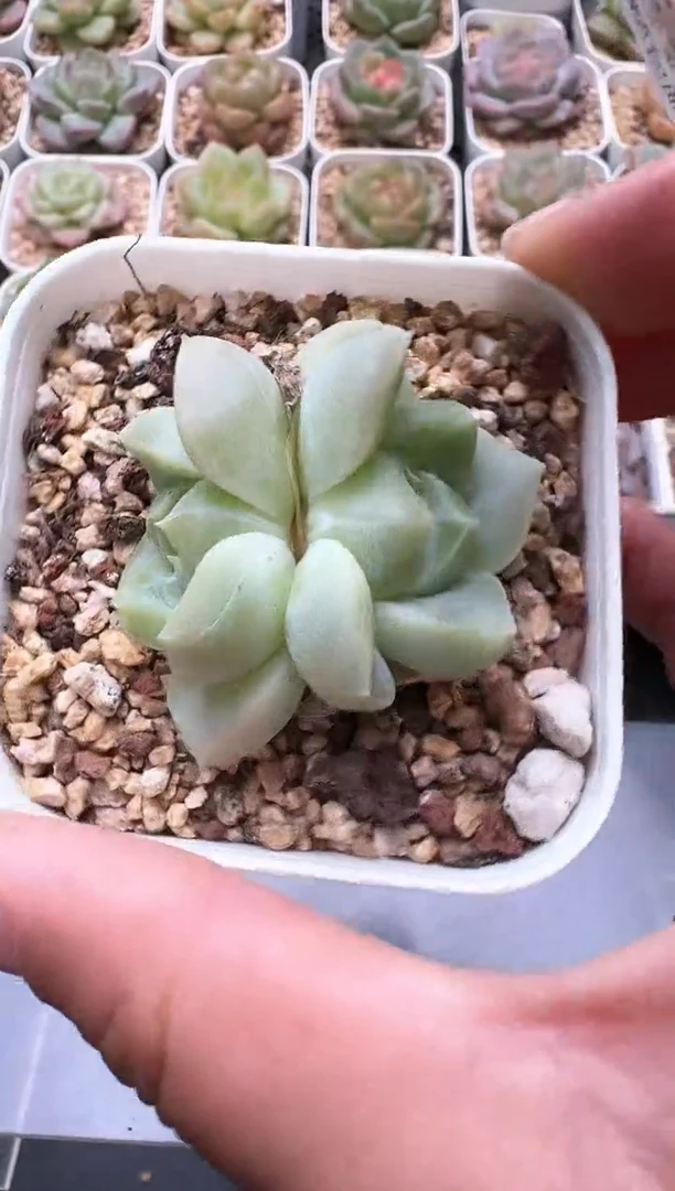 557D云禹多肉植物 带盆土纸巾打包 3颗包邮