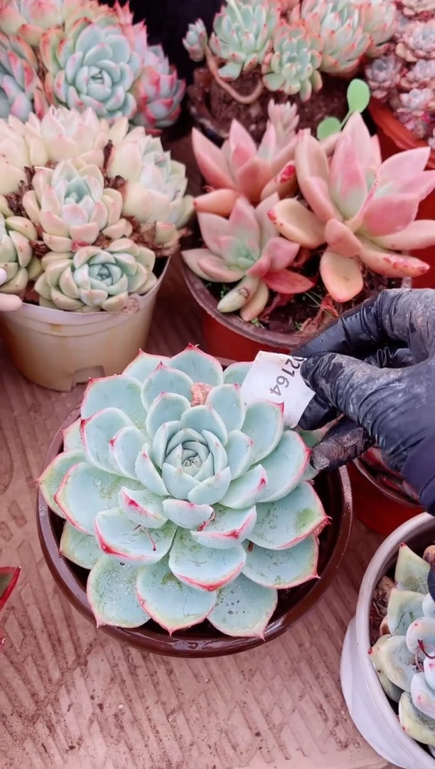 02165多肉植物一物一拍