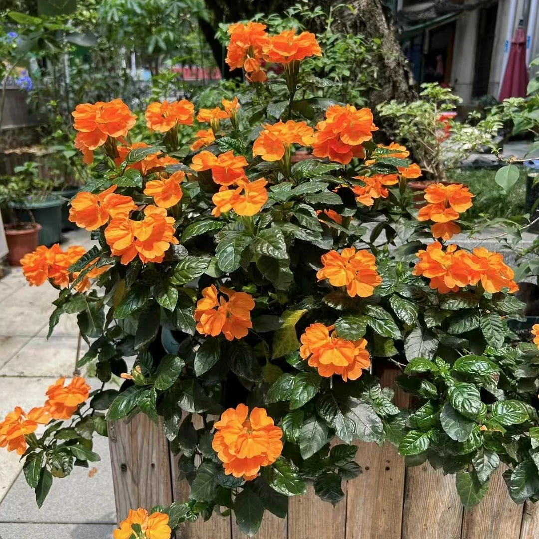 A级鸟尾花盆栽耐热耐寒四季开花多年生阳台庭院好养易活观花植物