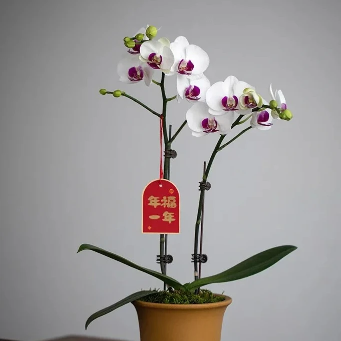 天山雪玉蝴蝶兰盆栽植迷不误中通包邮