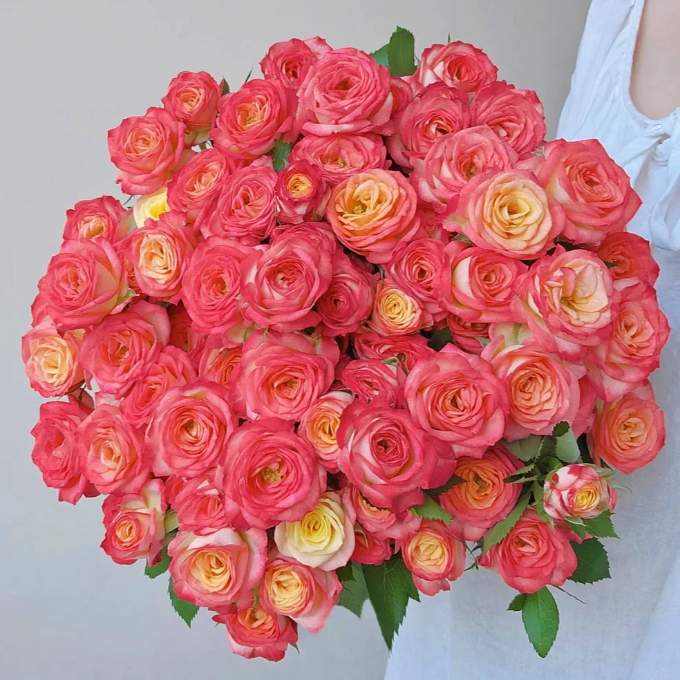 次日达-【爱丽丝泡泡】5枝多头玫瑰鲜花批发直播任意两单升级顺丰包邮三单送随机花瓶一个今天拍明天到