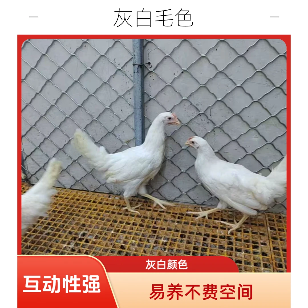 长尾海蓝宠物鸡 观赏价值高 观赏宠物鸡