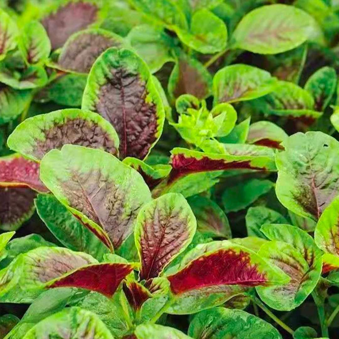 红苋菜种子苋菜籽蔬菜种子四季阳台圆叶盆栽蔬菜菜籽