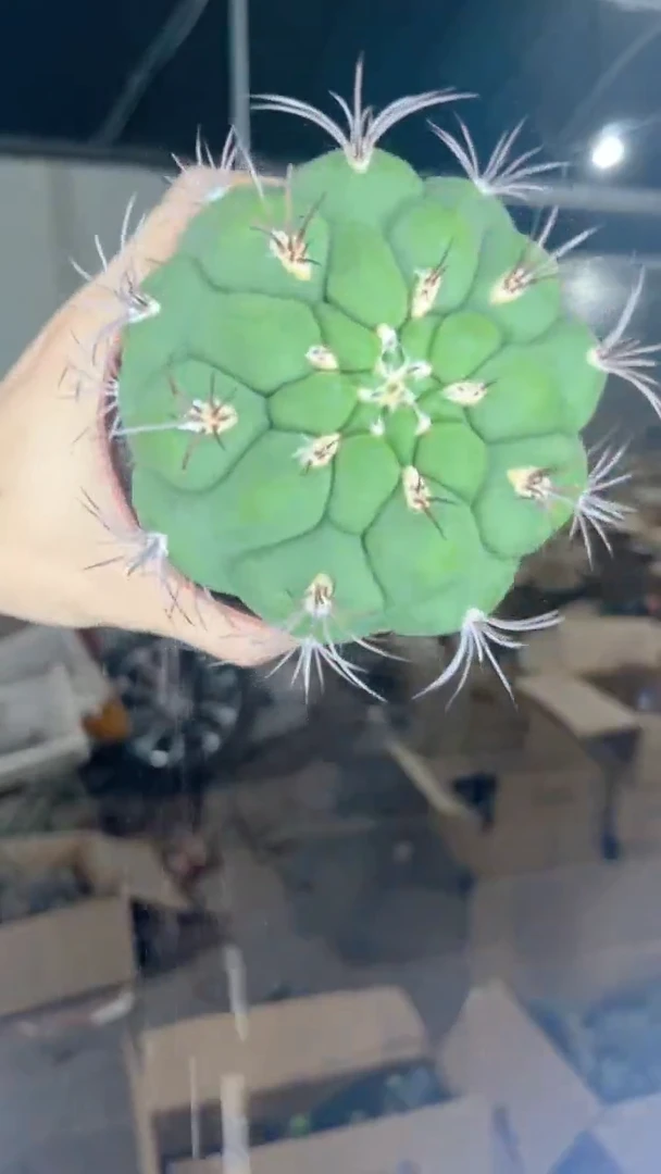 实生根 新天地 8-10cm