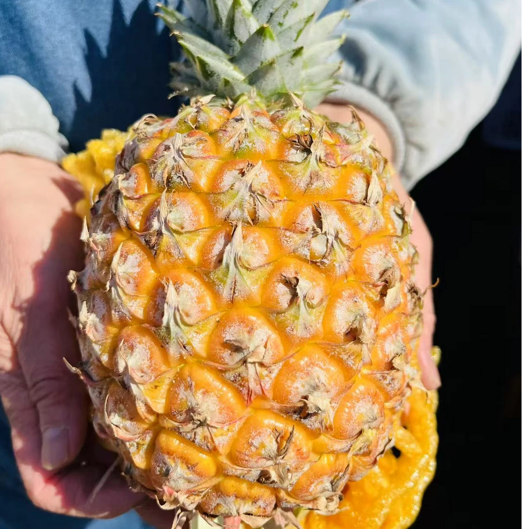 （果甄鲜）好的必拍的芒果凤梨