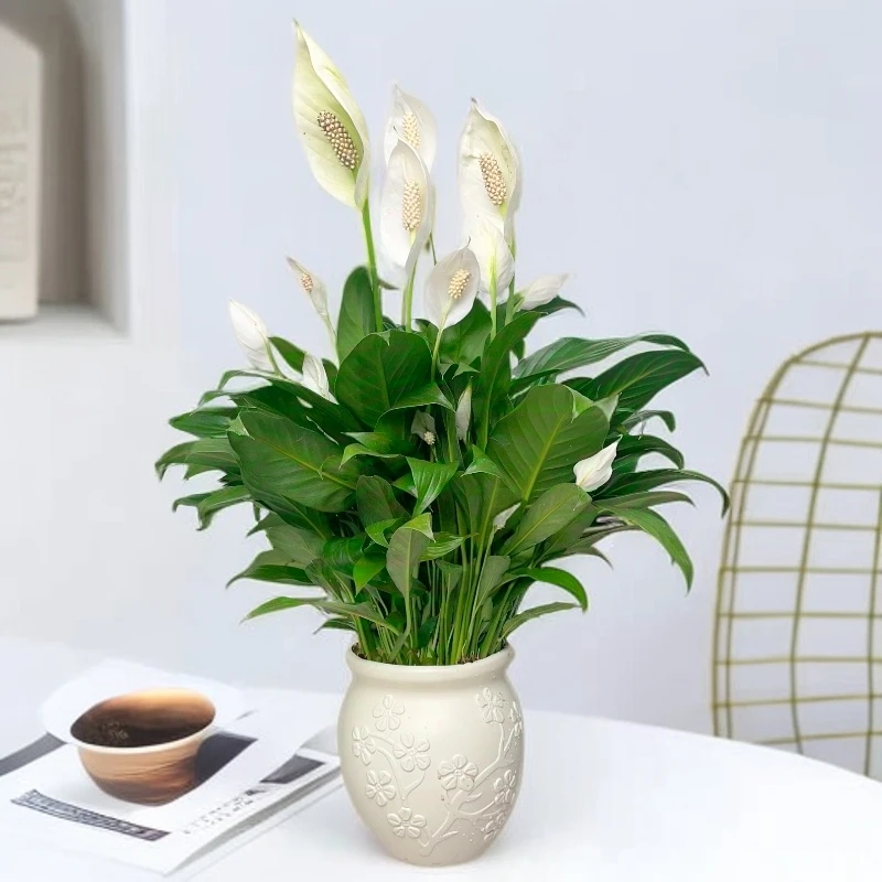 白掌盆栽一帆风顺室内开花绿植花卉绿色美观盆栽四季常青好养易活