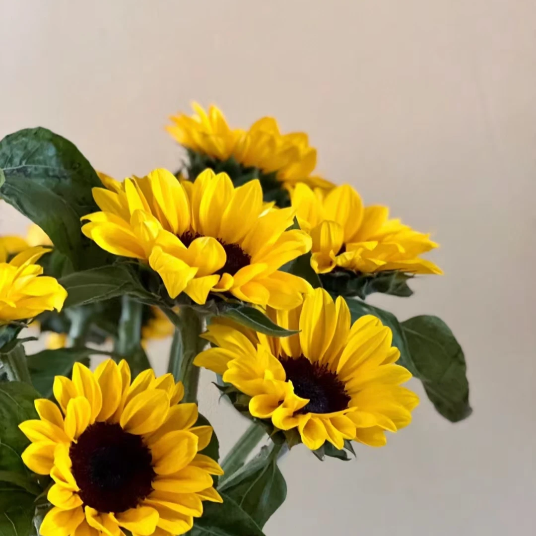 云南向日葵太阳百合基地直发新鲜水培鲜花客厅家用花束插花批发