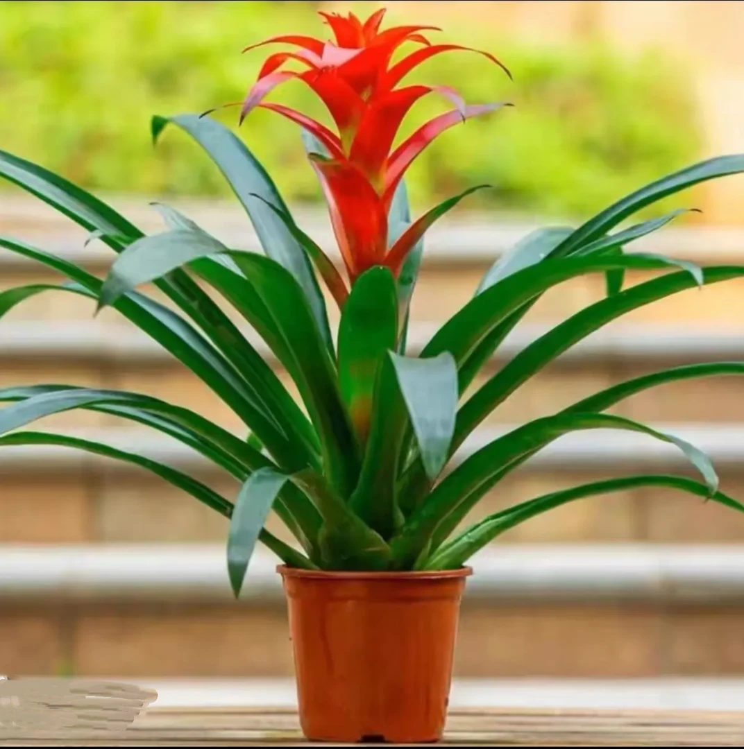 【福利原盆】鸿运当头盆栽室内桌面绿植花卉绿植凤梨阳台客厅小红星