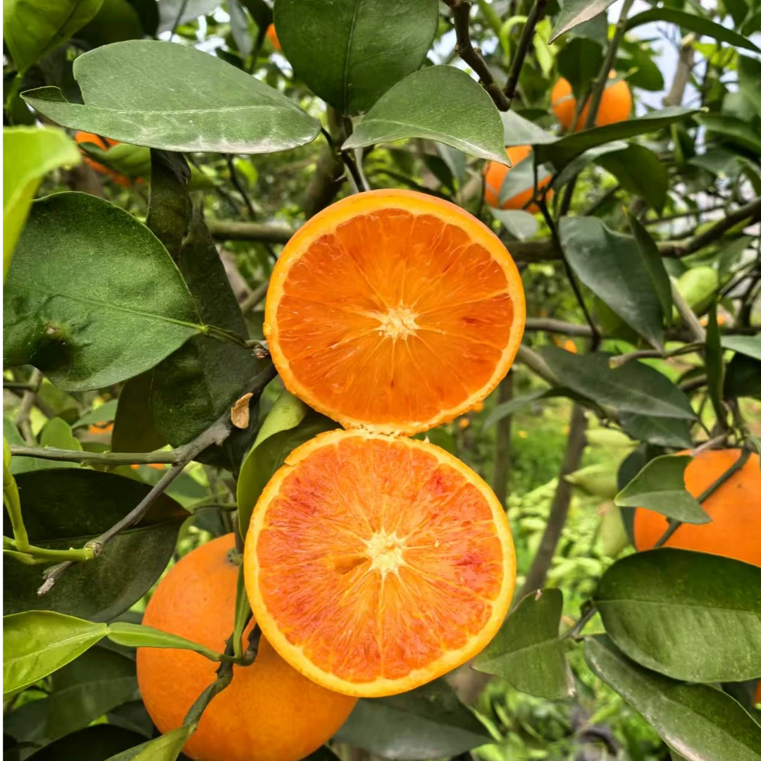 【竹邮助农】大竹周家本地水果血橙带箱5斤邮政助农