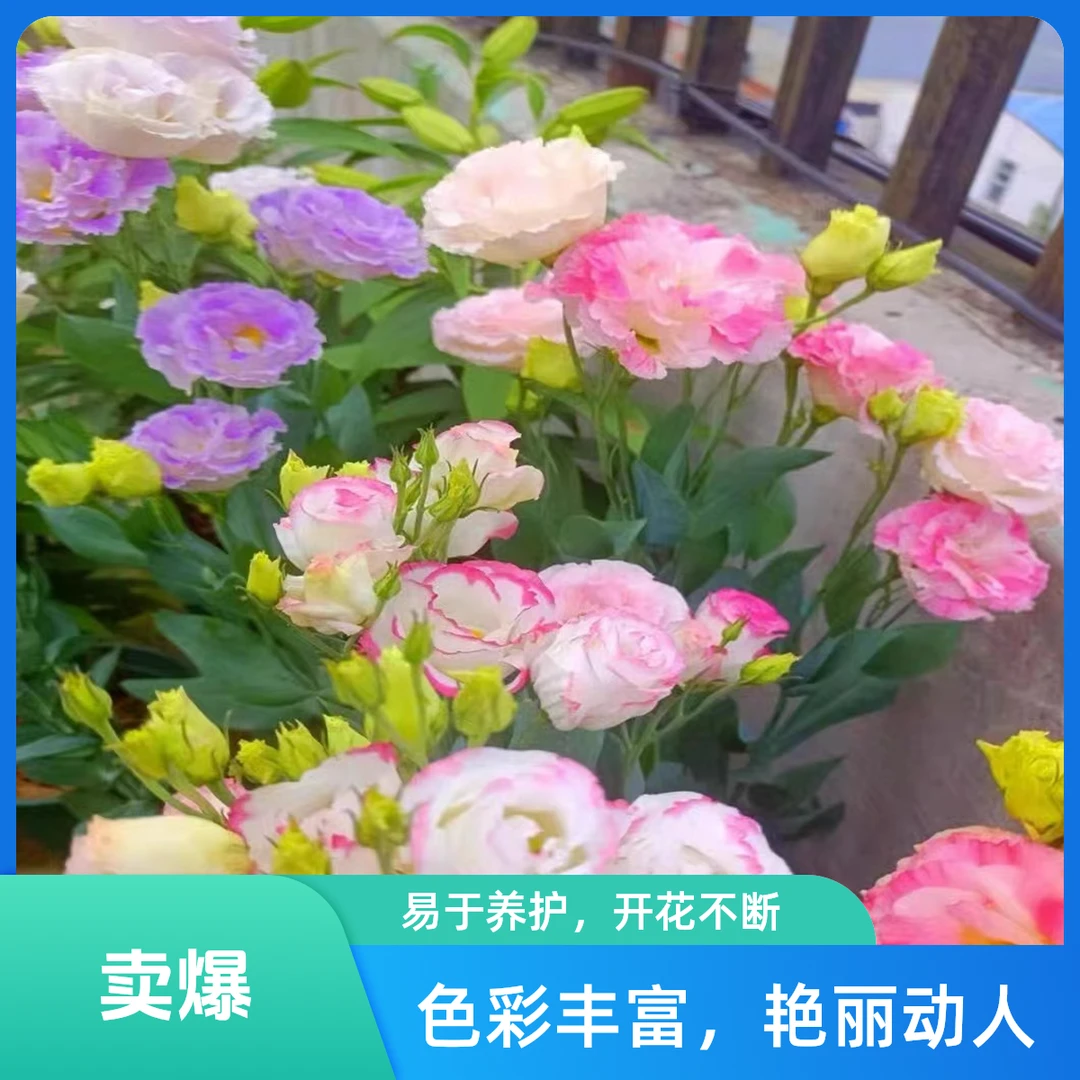 【3000粒洋桔梗种子】洋桔梗花四季易活阳台庭院盆栽地栽南北方种植