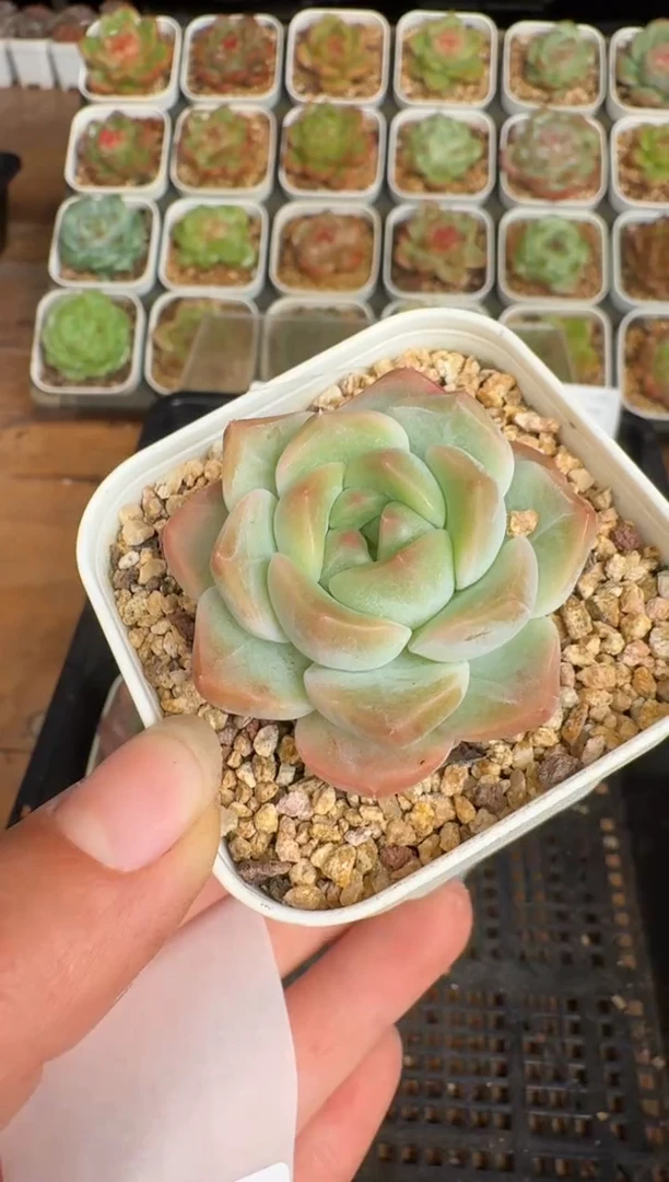 112c带盆土发(6.5cm杯）一物一拍 珍妮多肉