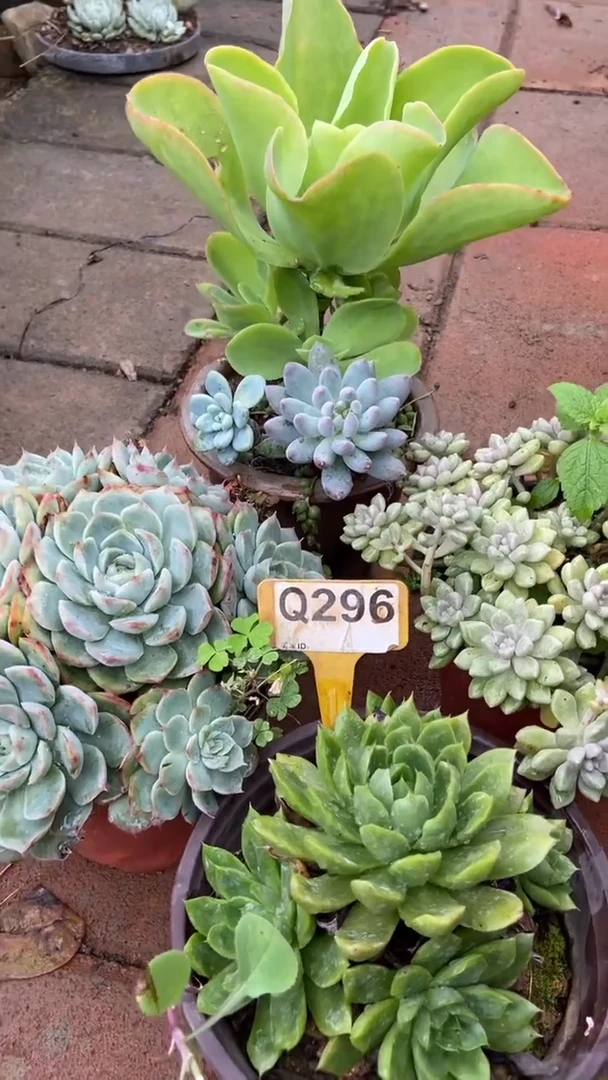 Q296多肉组合默认脱土发货