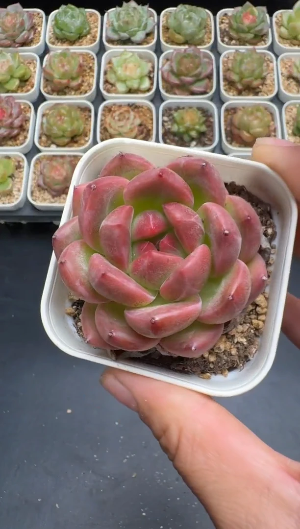 169G云禹多肉植物 脱土纸巾打包 3颗包邮