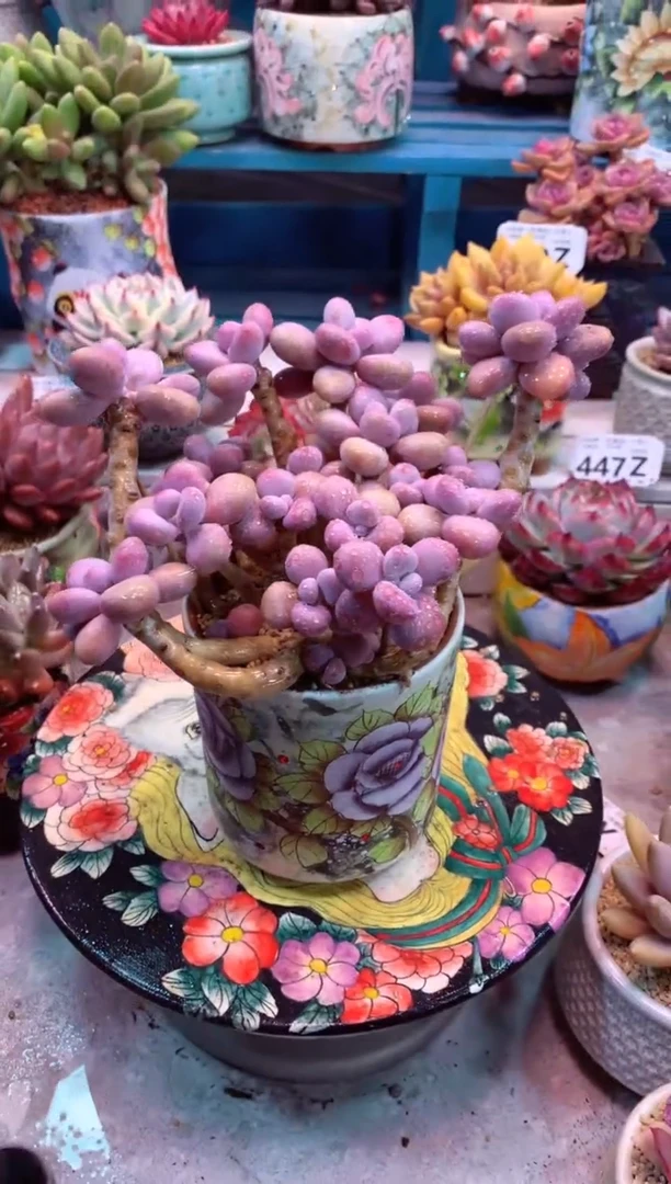 丸叶桃蛋345Z（一物一拍，精品多肉，w所见即所得 ）