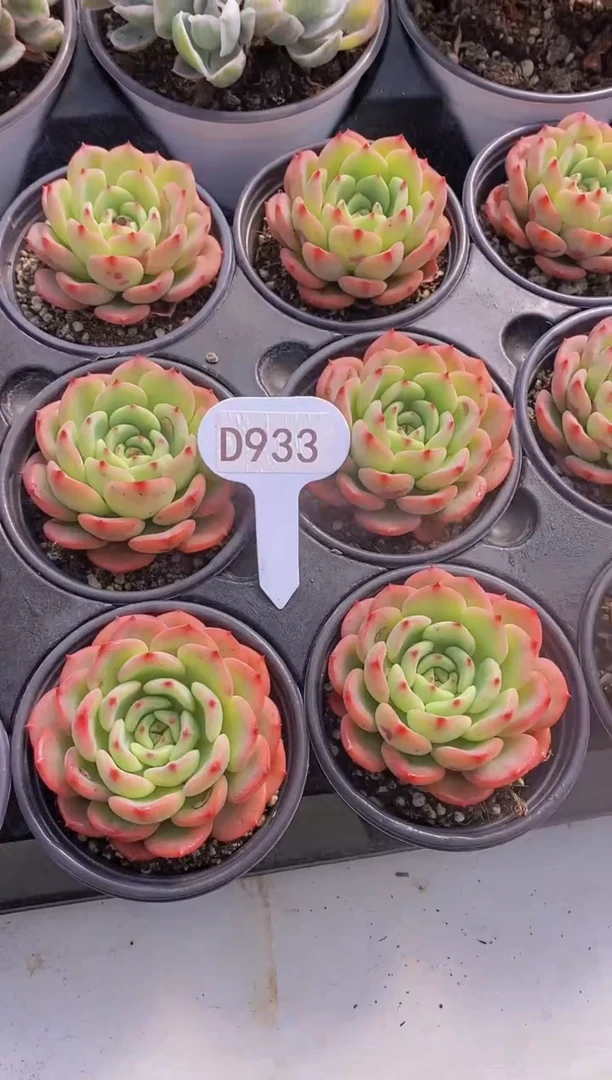 【闪购商品】D933-三文鱼（量拍）