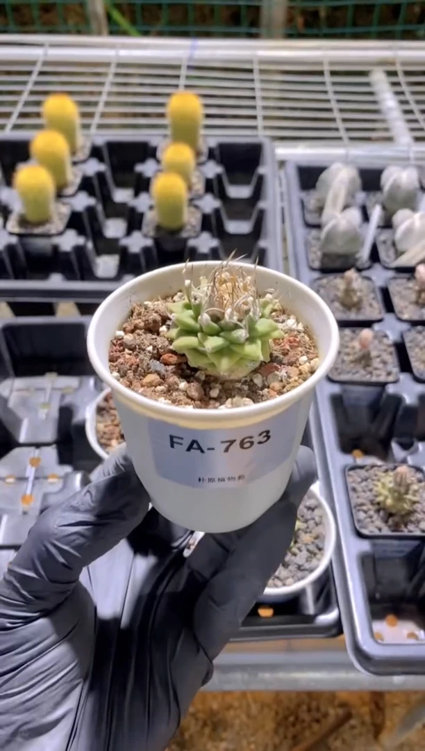 【闪购商品】赤花娇丽FA-763