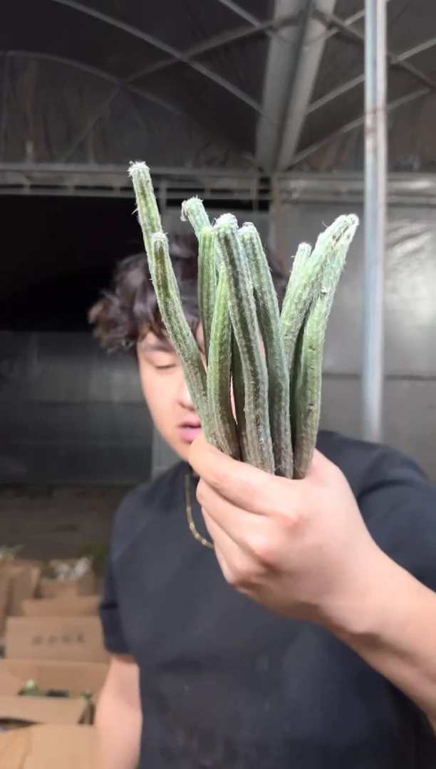 多头 银妞【带根】