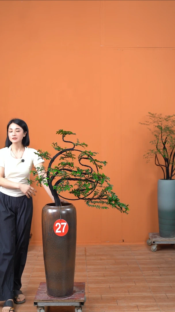 无花朵乌**托广东小叶紫檀
