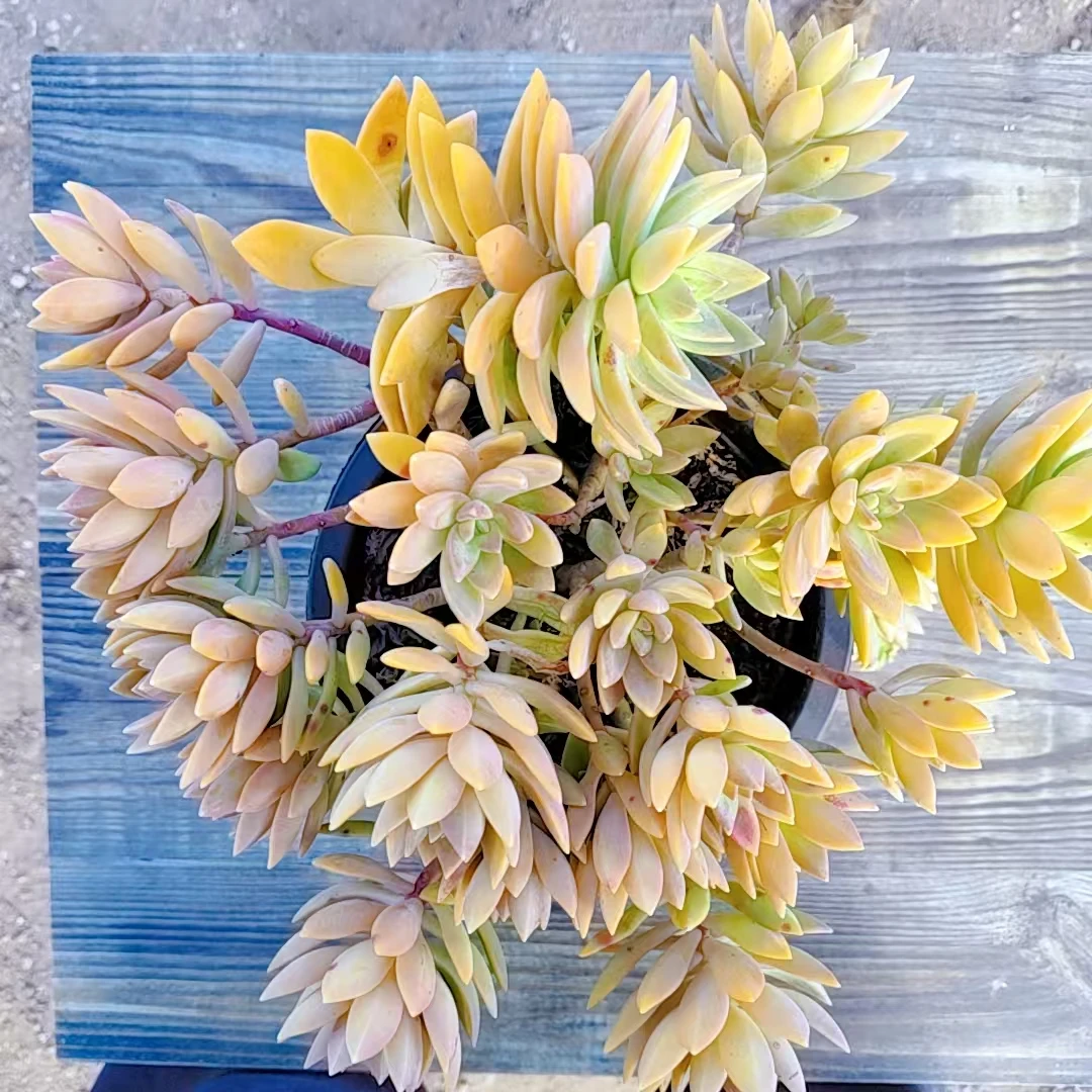 【布丁多肉一颗 】阳台露台绿植栽种养护