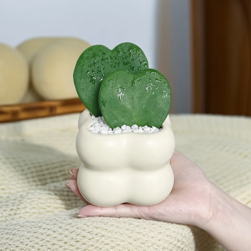 心叶球兰2片+四瓣花盆+白色袖珍铺面石+接水盘