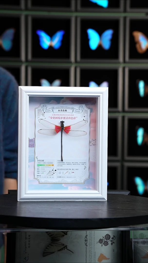 赤基色蟌科普款8寸白框祥云款