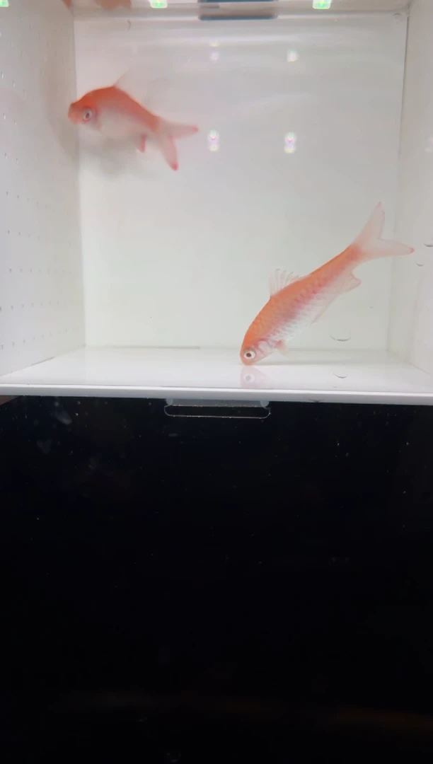 工具鱼白子红尾鲫22