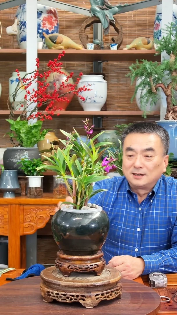 无花朵大**宸水之韵水培石斛