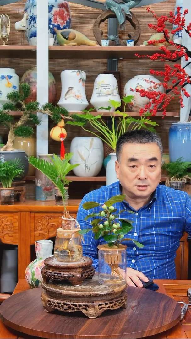 无花朵H****9水之韵水培小盼菩提+铁树