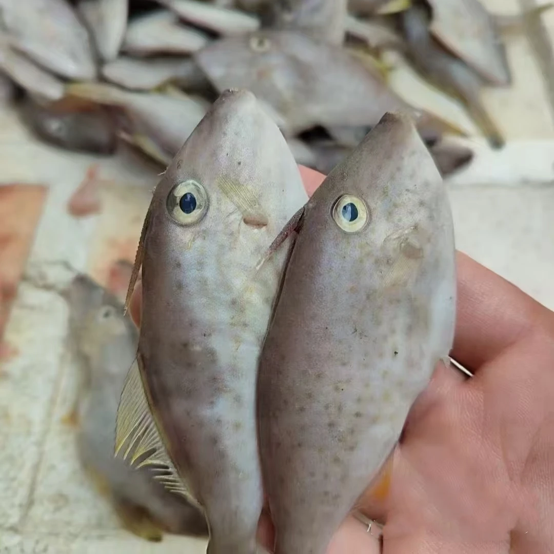 大连野生小耗儿鱼扒皮鱼3斤(小号）去皮去头去脏剥皮鱼 嫌小勿拍