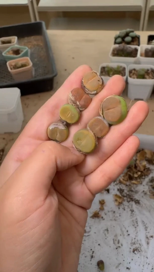 24-255多肉植物肉锥
