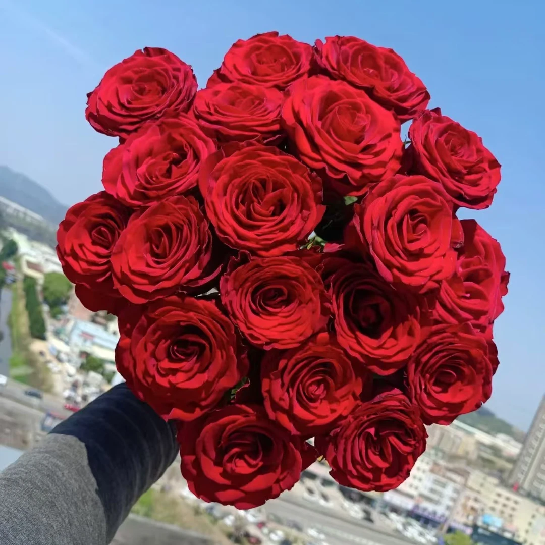 双节红色元素【高原红玫瑰】云南鲜切花