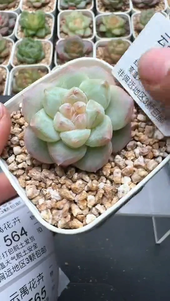 562F云禹多肉植物 默认脱土纸巾打包 3颗包邮