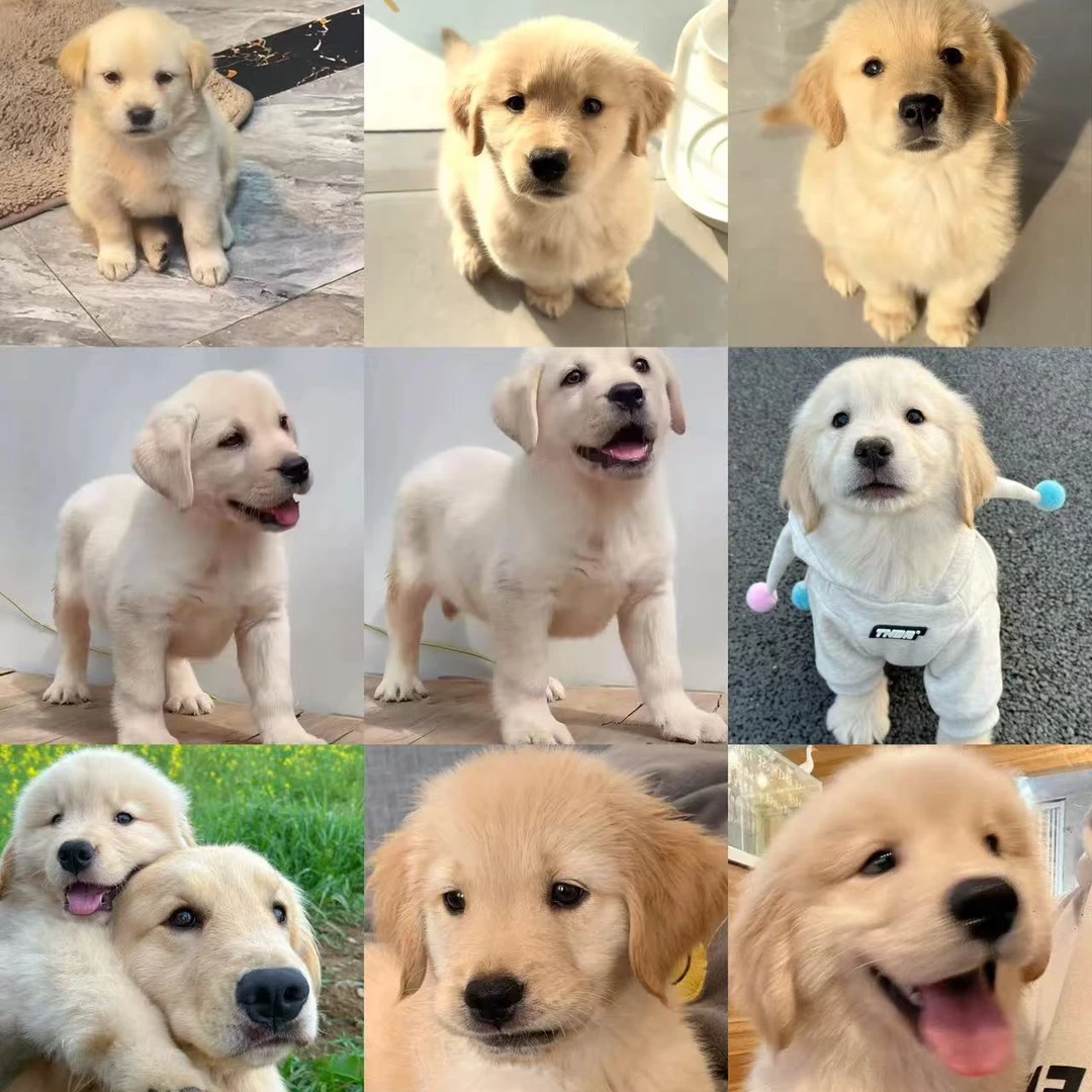 （萌宠在线)T狗狗活体