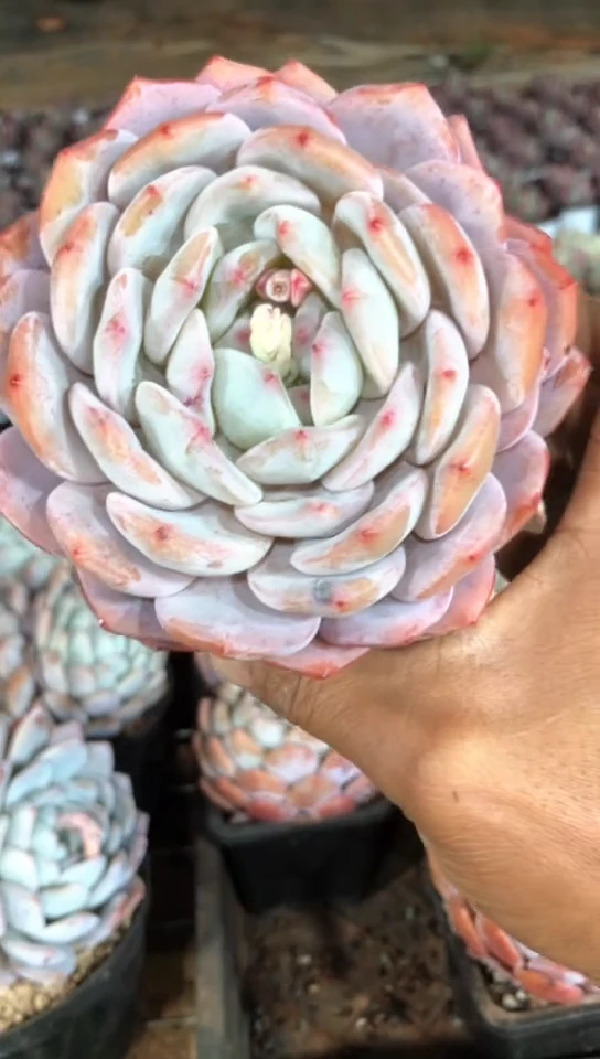 【闪购商品】单头橙梦露12,8米