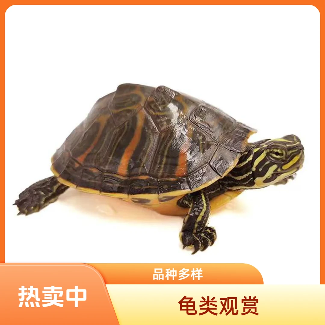 直播选龟，观赏龟宠物龟
