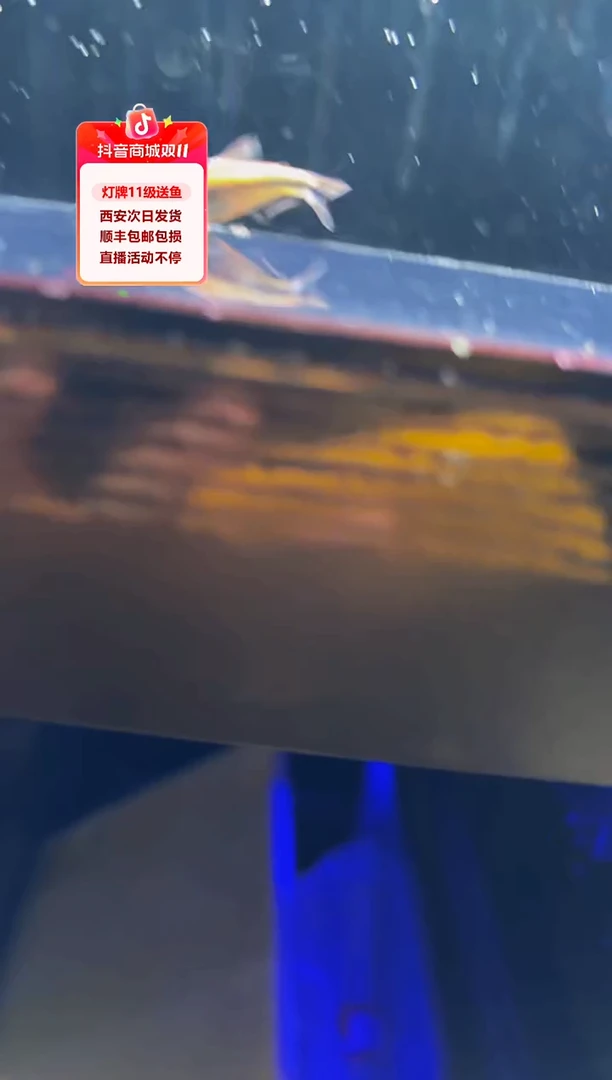 灯科鱼秋***花浅运魔鬼1条