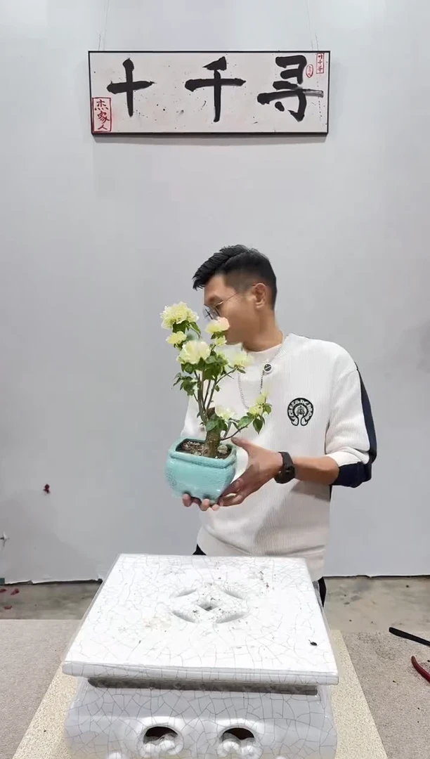 完全开放绿樱三角梅