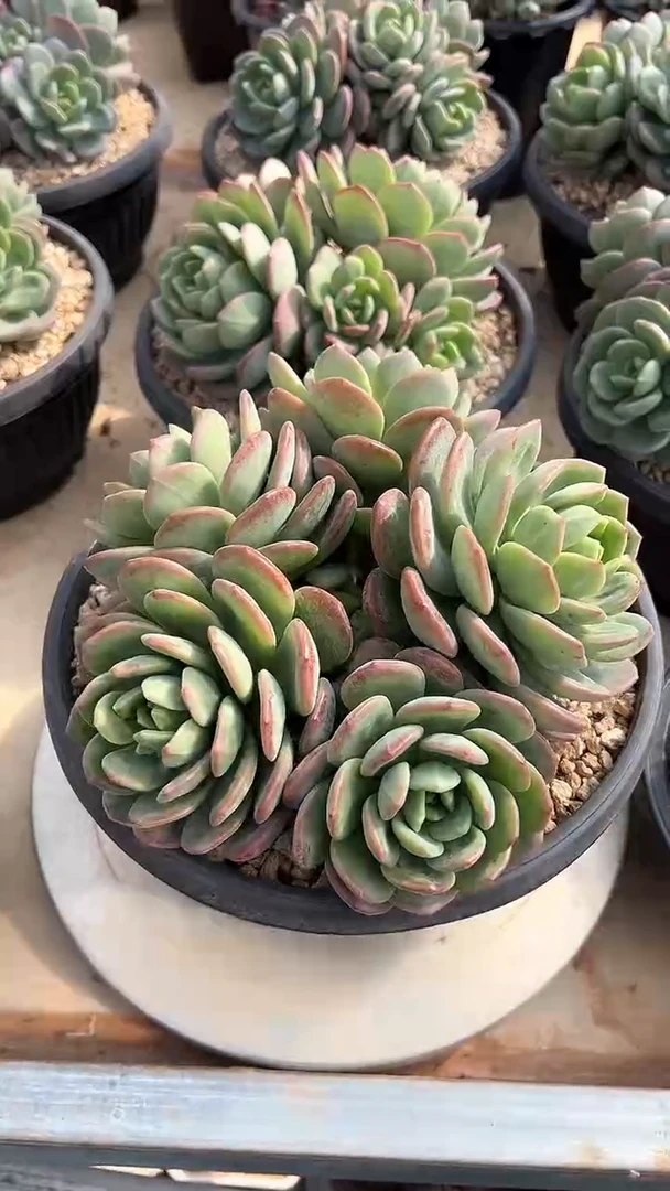 【闪购商品】大群拉萨多肉（可单挑）