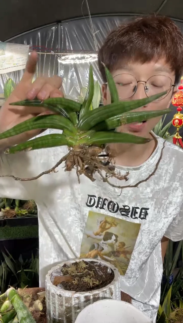 泰品青蟹裸根25.8