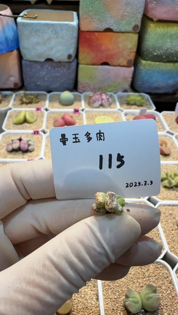 【闪购商品】25.3.5-115