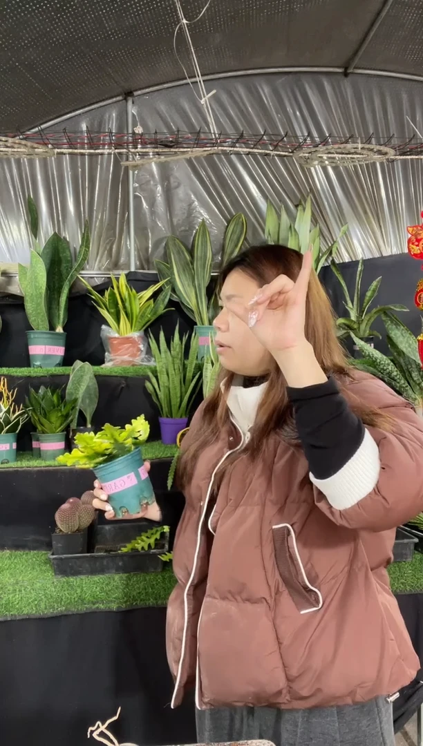 【闪购商品】黄金鱼骨10.8{包5棵}