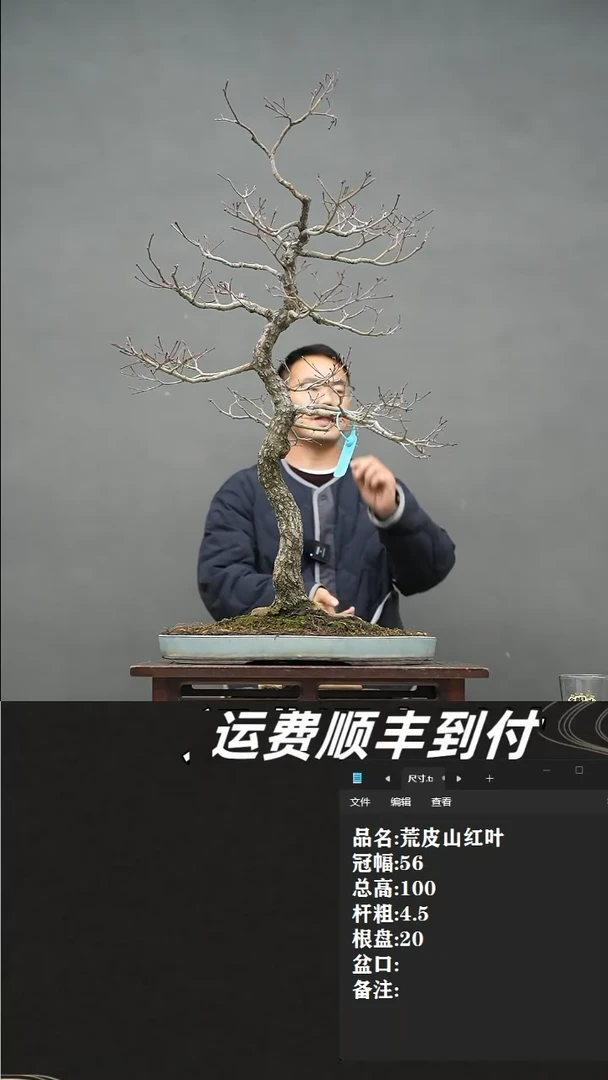 【闪购商品】6荒皮山红叶
